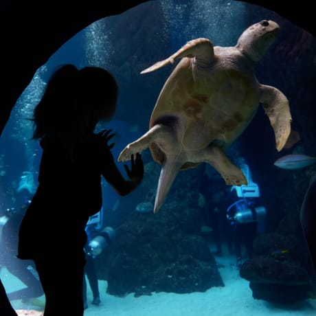 Photo 1 from The Florida Aquarium: Entry Ticket