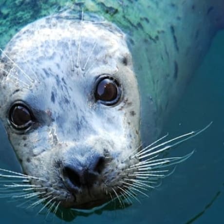 Photo 1 from Seattle Aquarium: Entry Ticket