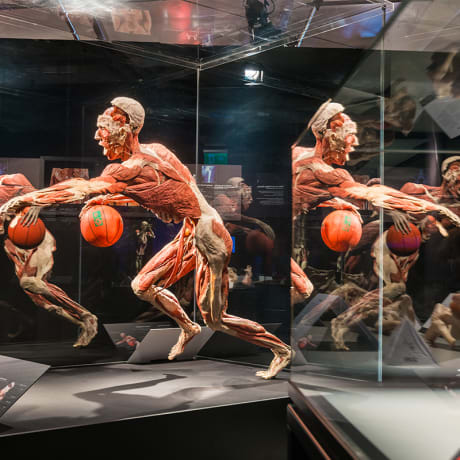 Photo 6 from Body Worlds: The Anatomy of Happiness