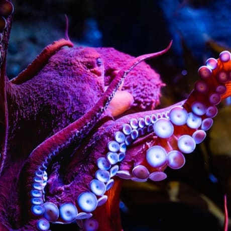 Photo 2 from Birch Aquarium: Entry Ticket
