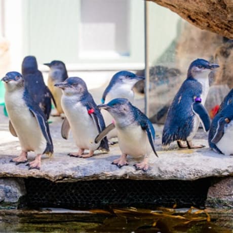 Photo 3 from Birch Aquarium: Entry Ticket