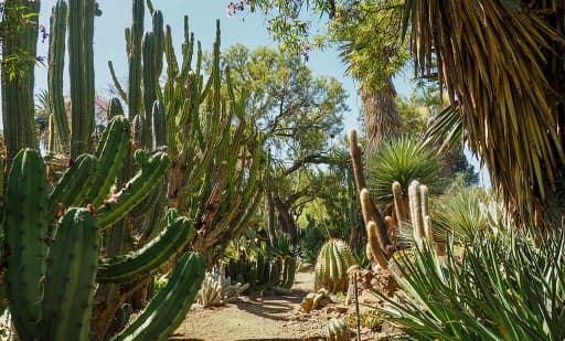 The Ruth Bancroft Garden 1