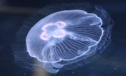 Aquarium of Lyon 2