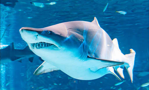씨라이프 코엑스 아쿠아리움 (SEA LIFE COEX, Seoul Aquarium) 2