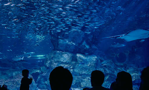 씨라이프 코엑스 아쿠아리움 (SEA LIFE COEX, Seoul Aquarium) 5