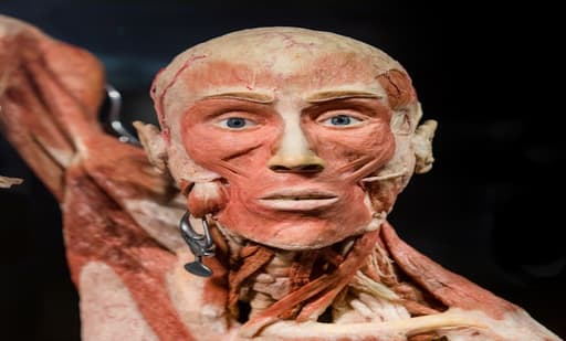 BODY WORLDS Amsterdam 3