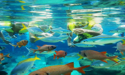 Adventure Cove Waterpark 1