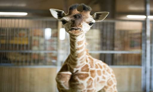 Zoo d'Amnéville 2