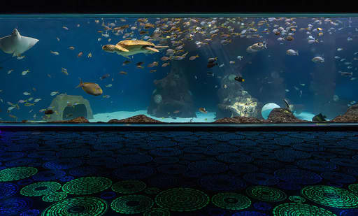 The Florida Aquarium 2