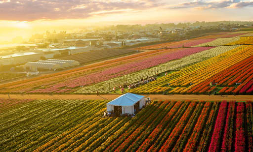 The Flower Fields 3