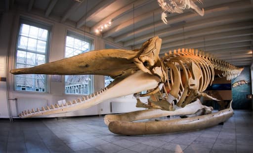 Natuurmuseum Fryslân 1