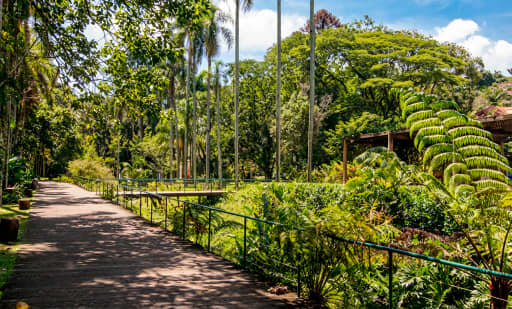 São Paulo Botanical Garden 1