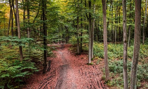 The Awe-Inspiring Woods of Franklin D. Roosevelt State Park The Awe-Inspiring Woods of Franklin D. Roosevelt State Park 3