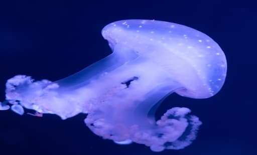 Aquarium de Paris 1