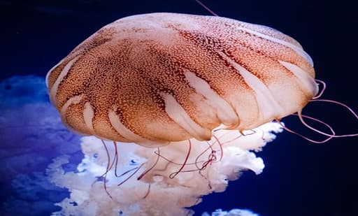 Aquarium de Paris 3