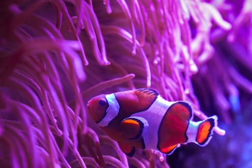 A dive into the ocean