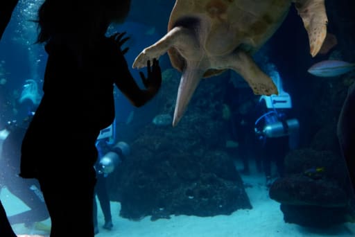 A top U.S. aquarium