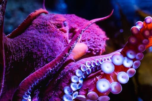 Coral and seahorses
