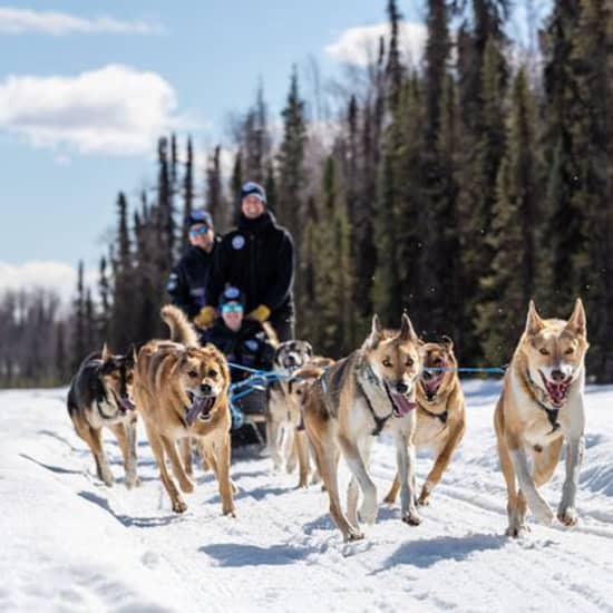 Dog Sledding Adventure in Willow, Alaska