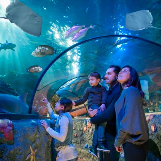 Immerse yourself in the world of Gardaland SEA LIFE Aquarium