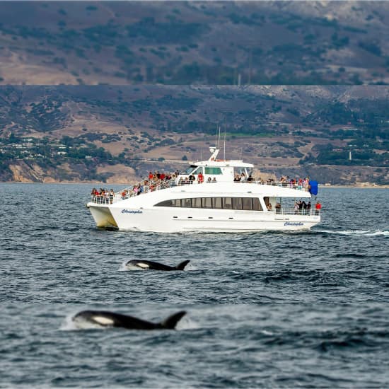 ﻿Avistamiento de ballenas