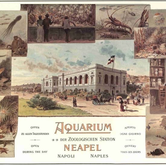 ﻿Naples Aquarium: Entrance ticket