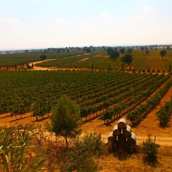 Excursión de 1 día con cata de vinos por la región de Madrid