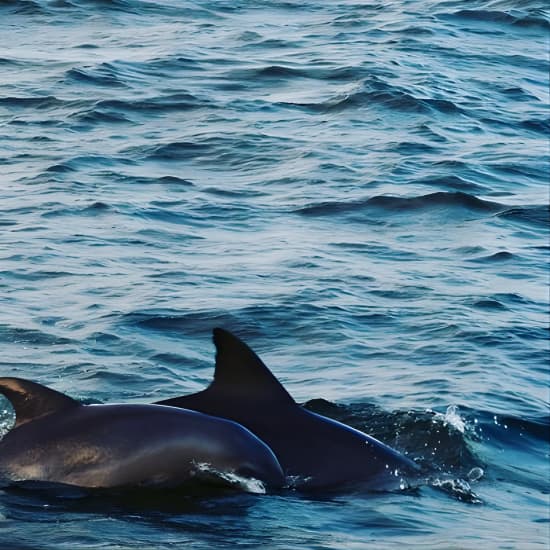 Nature Boat Tour with Certified Naturalist in Charleston