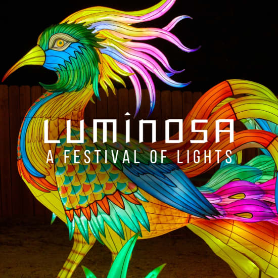 Luminosa: A Festival of Lights