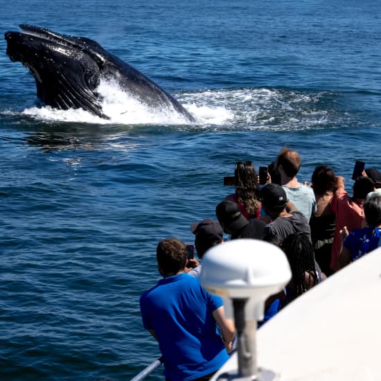 nyc whale watching adventure cruise