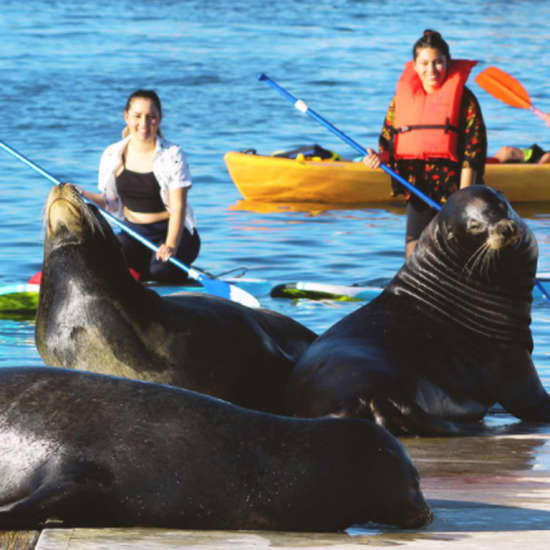 Paddleboarding or Kayaking with Sea Lions in the Marina