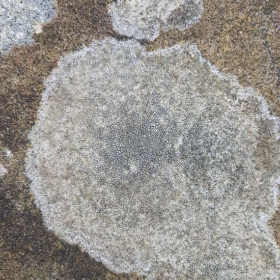 Lichen Tours at The Royal Botanic Gardens Kew