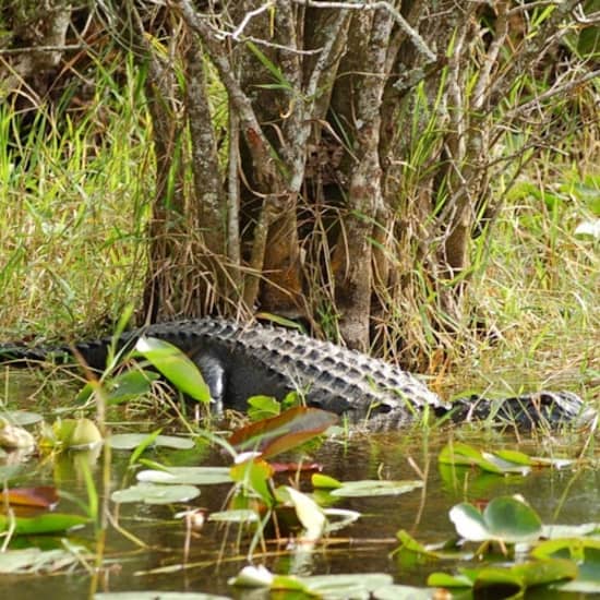 ﻿Everglades: Paseo en hidrodeslizador, espectáculo de fauna salvaje & Transporte de ida y vuelta desde Miami