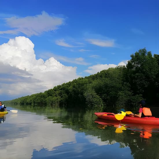 3-4 hours Mangrove Kayaking Tour