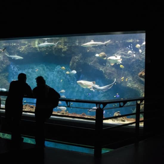 Affiche Aquarium de Lyon : à la découverte de poissons du monde entier