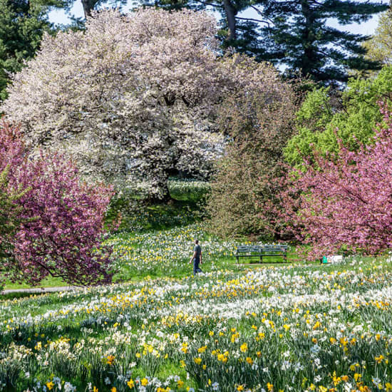 Beauty of the Botanical Garden: 250 Acres, 1 Million Plants & You