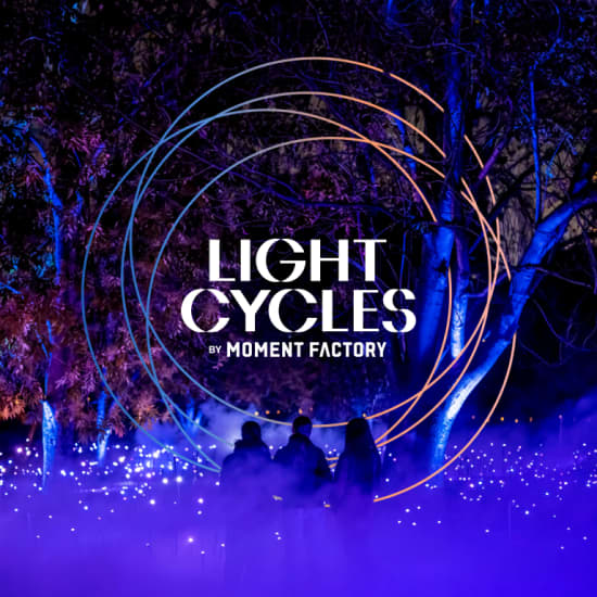 Light Cycles: An Immersive Night Walk