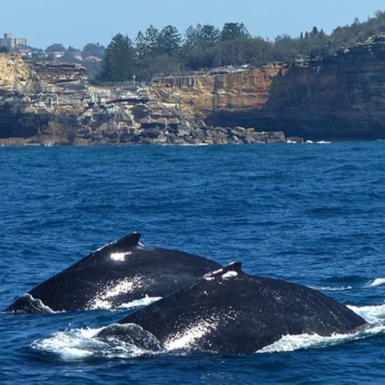 Sydney Whale-Watching Cruise Including Lunch or Breakfast