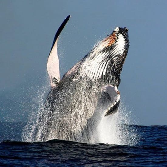 Sydney Whale-Watching Cruise Including Lunch or Breakfast