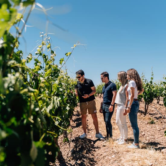 Tour de vinhos em Lisboa com passeio pelas Vinhas