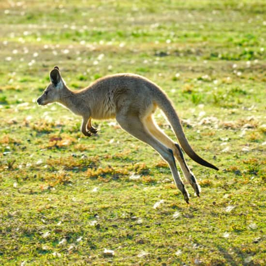 Wild Camping & Off Road Wilderness Adventure: The Blue Mountains