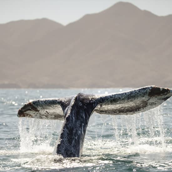 Ballena Gris Ocean Camp