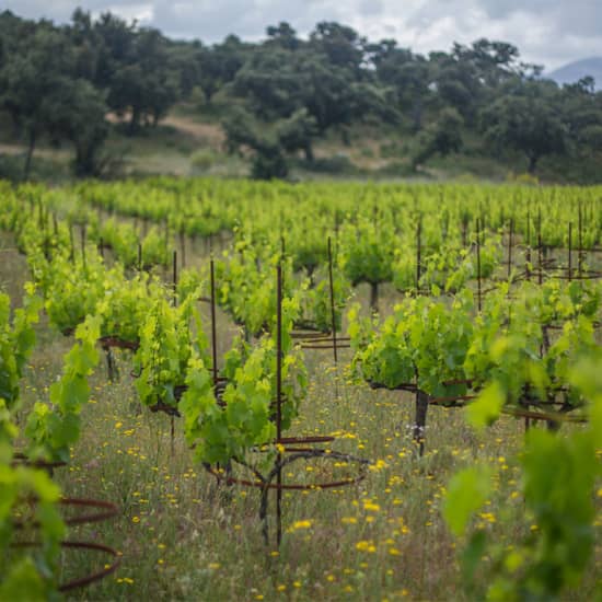 Desde Málaga: Tour por la ciudad de Ronda y experiencia en bodega con cata de vinos – Tour Premium en Grupo Pequeño