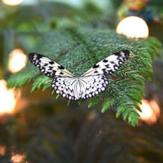 The Cockrell Butterfly Center in Houston