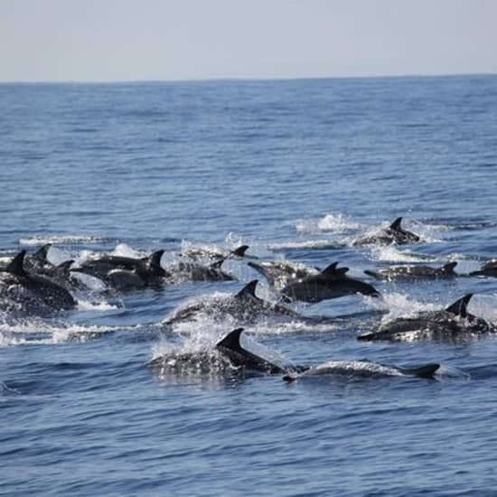 Swim With Wild Dolphins in Tauranga