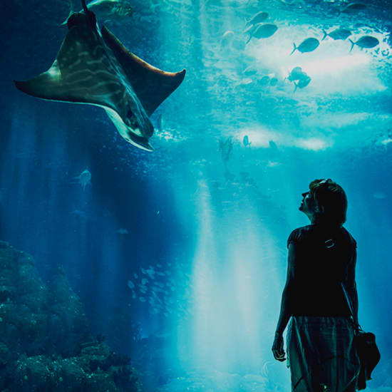 Descubre el Aquarium de Barcelona