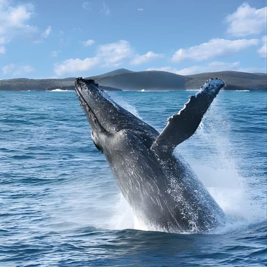 Port Stephens: Whale Watching Cruise