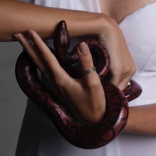 Saint-Valentin : Shooting photo en couple avec un serpent