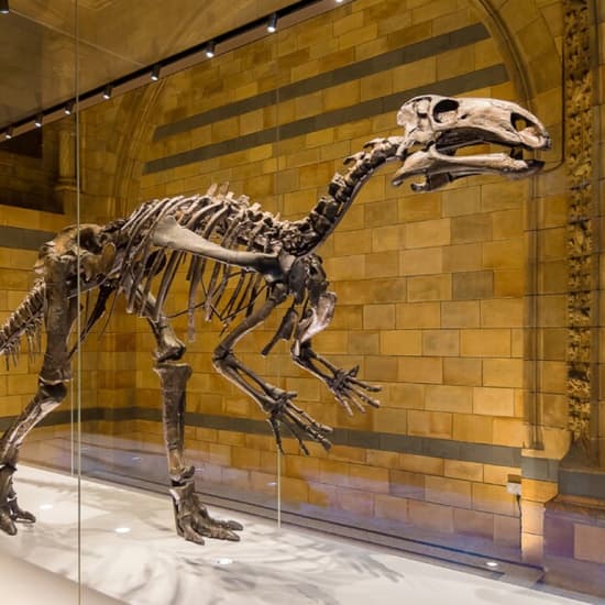 ﻿Visita familiar al Museo de Historia Natural de Londres para descubrir los dinosaurios