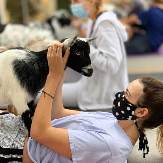 Mini Goat Yoga: Play with Baby Goats, Donkeys, Chickens & Pigs!